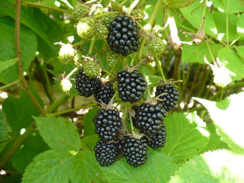 Ежевика купить саженцы из питомника {2}
